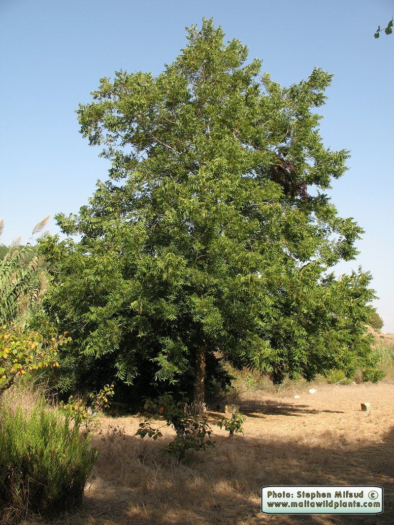 Carya illinoensis